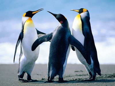 פאזל של Pinguins
