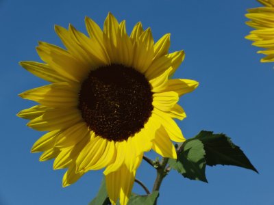 פאזל של Sonnenblume