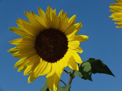 Sonnenblume