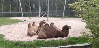 Camels Resting