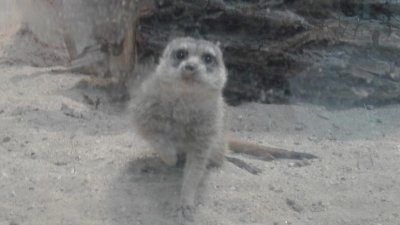 Prarie Dog