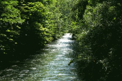 Nel Bosco