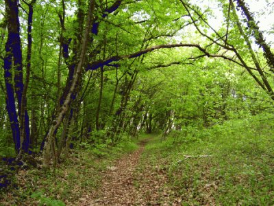 פאזל של Natura Verde