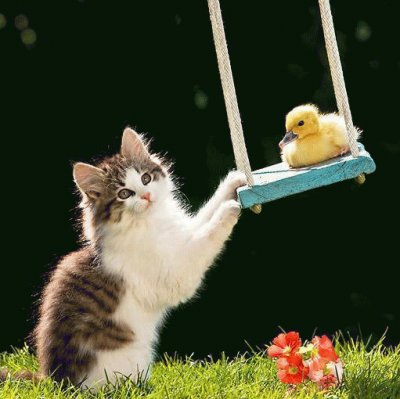 (122) Gatinho