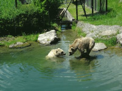 פאזל של BÃ¤ren Tierpark Goldau
