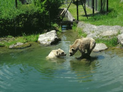 BÃ¤ren Tierpark Goldau jigsaw puzzle