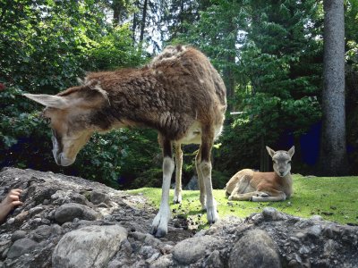 Tierpark Goldau jigsaw puzzle