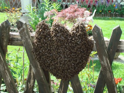 Bienenschwarm jigsaw puzzle