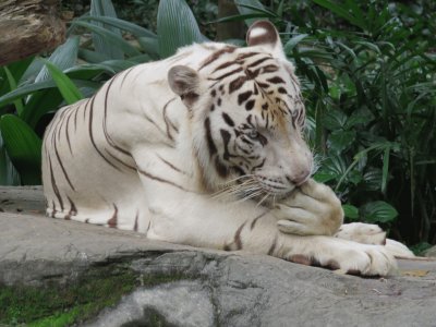 Tigre