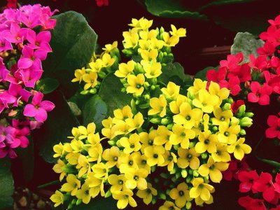 (126) Flores