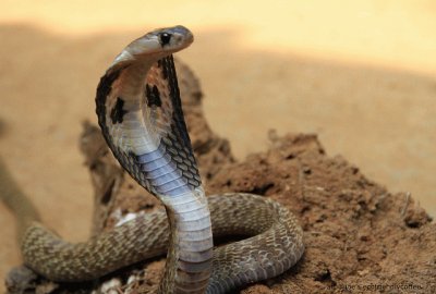 פאזל של Cobra