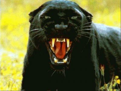 Black Panthera jigsaw puzzle