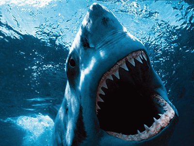 White Shark jigsaw puzzle