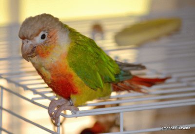 פאזל של Conure Parrot