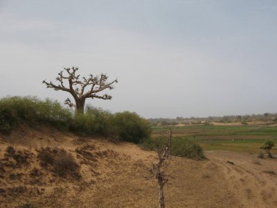 פאזל של Baobab