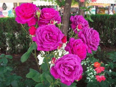 rosas