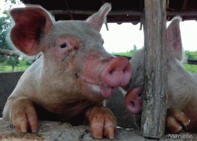 Mascotas del Rancho. Morcilla y Tocino