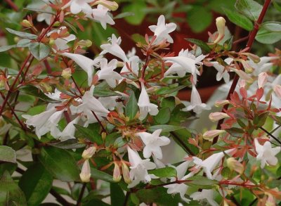 abelia jigsaw puzzle