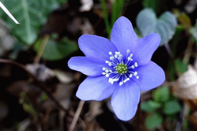 anemone jigsaw puzzle