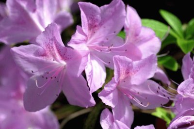 azalea jigsaw puzzle