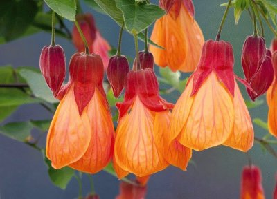 פאזל של abutilon