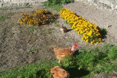 poules et lapin