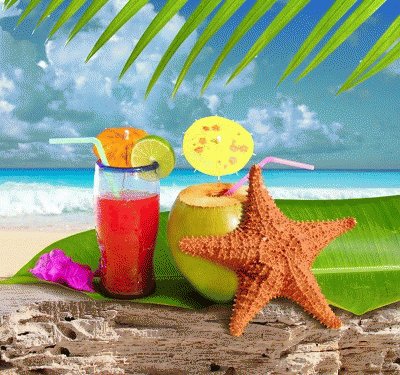 estrella de mar jigsaw puzzle