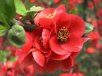 (143) Flores