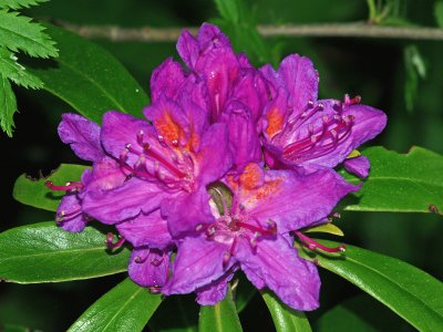 flowers
