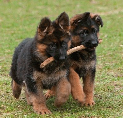 (145) Cachorrinhos