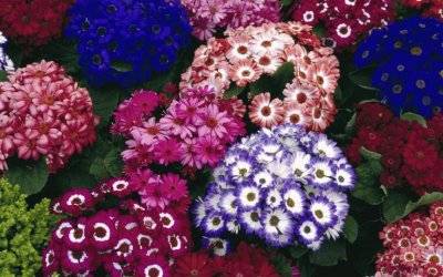 (146) Flores