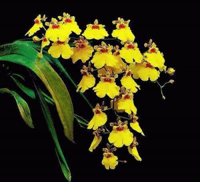 Orquideas jigsaw puzzle