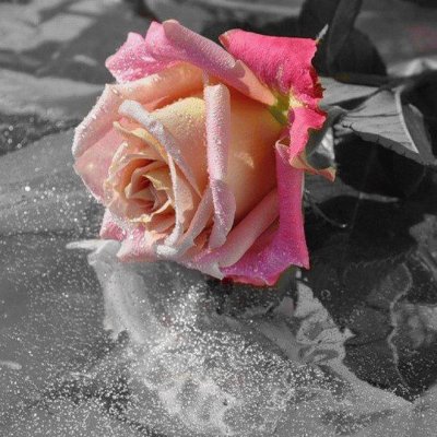 (149) Rosa