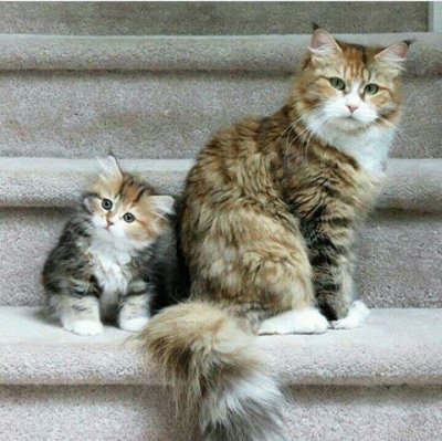 (150) Gatinhos