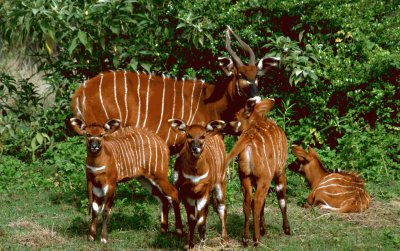 Bongo jigsaw puzzle