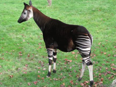 פאזל של Okapi