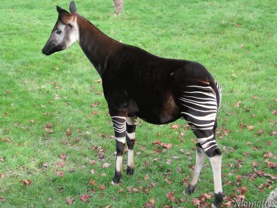 Okapi