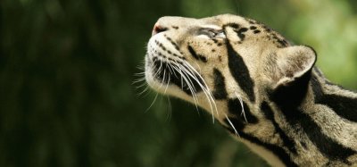 Leopardo nublado