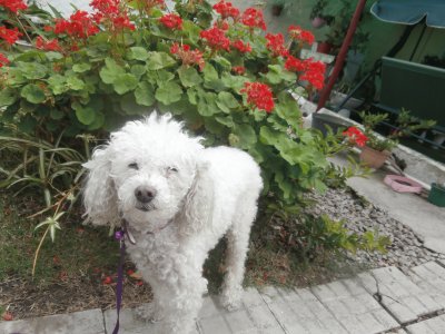 DAISY MI CANICHE jigsaw puzzle