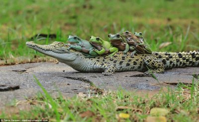 Cinco Ranas Van De Aventon Sobre Un Caiman