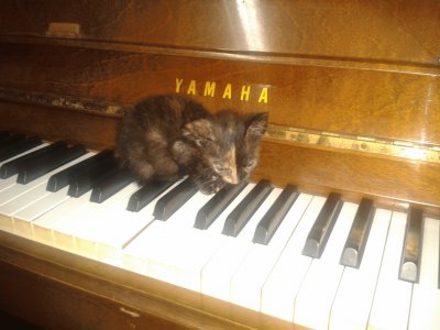 פאזל של Cat and piano