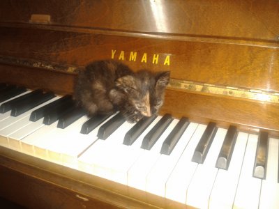 Cat and piano