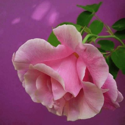 פאזל של (166) rosa