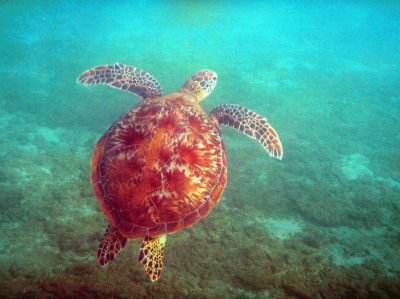 Tortue 002 Ã  Sohoa