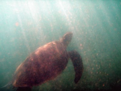 Tortue Ã  Sakouli