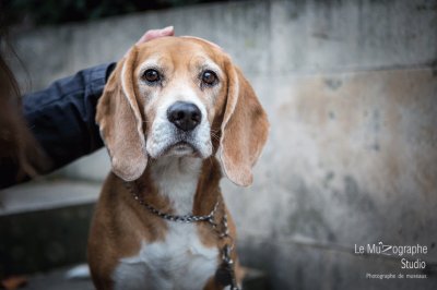 Beagle jigsaw puzzle