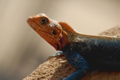 LAGARTO