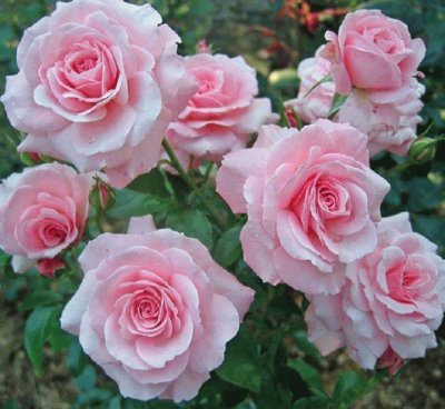 (175) Rosas