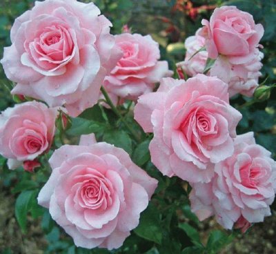 (175) Rosas jigsaw puzzle