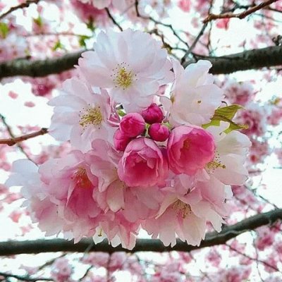 (176) Flores de Cerejeira